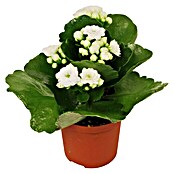 Piardino Flammendes Käthchen Mini (Kalanchoe blossfeldiana, Topfgröße: 7 cm, Weiß)