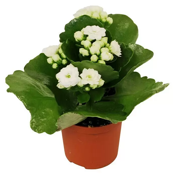 Piardino Flammendes Käthchen MiniKalanchoe blossfeldiana, Topfgröße: 7 cm, Weiß