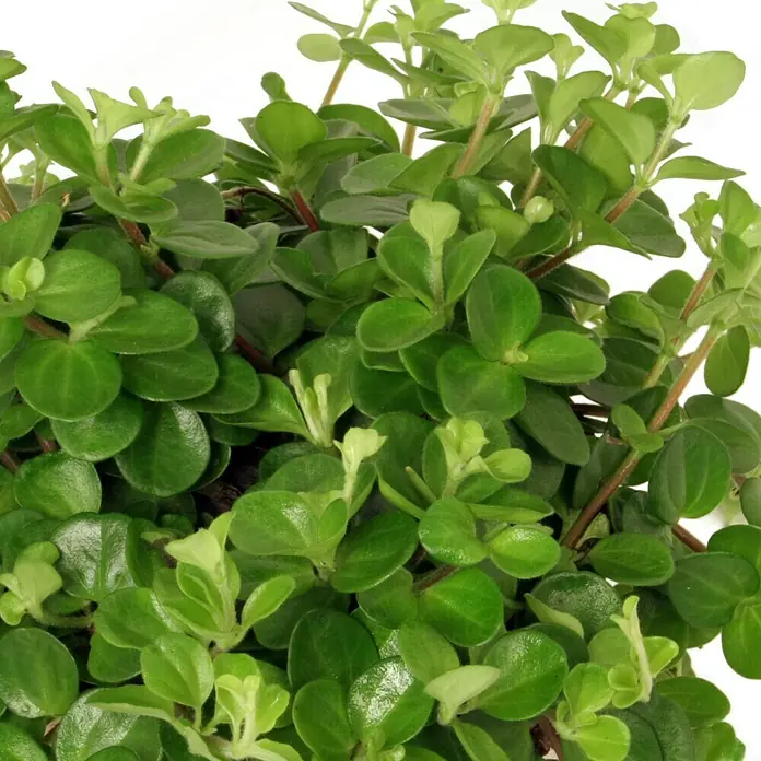 Piardino Peperomia - Peperomia rotundifolia, Tamaño de maceta: 12 cm, Verde - Primer plano de una Peperomia Prostrata 'String of Turtles', una planta de interior con pequeñas hojas redondas y tallos rojos.