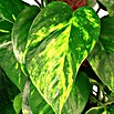 Piardino Efeutute (Epipremnum aureum, Topfgröße: 17 cm, Gelb/Grün)