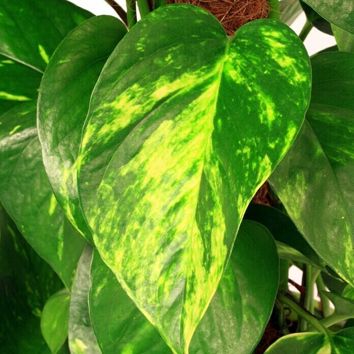 Piardino Poto (Epipremnum aureum, Tamaño de maceta: 17 cm, Amarillo/verde)