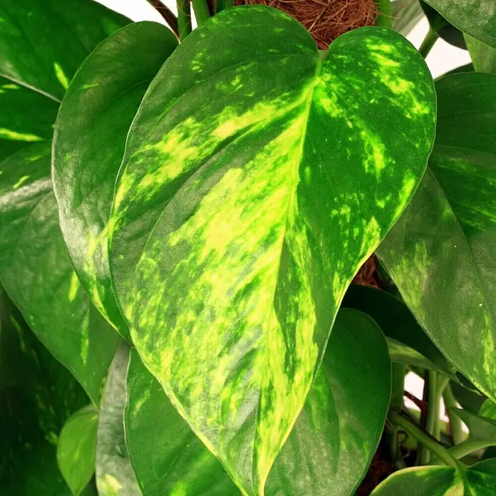 Piardino Poto - Epipremnum aureum, Tamaño de maceta: 17 cm, Amarillo/Verde - Primer plano de una planta Epipremnum aureum 'Golden Pothos' que muestra vibrantes hojas verdes y amarillas. Esta planta de interior añade un toque de belleza tropical.
