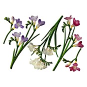 Vinilo de pared (Iris, 48 x 68 cm)