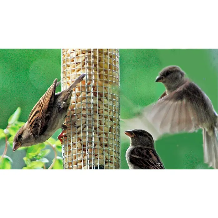 Dobar Futtersäule - Ø x H: 9,5 x 39 cm, Metall - Nahaufnahme von Spatzen, die an einem Vogelhäuschen mit Erdnüssen fressen und davonfliegen. Ideal für Wildvogel-Enthusiasten.