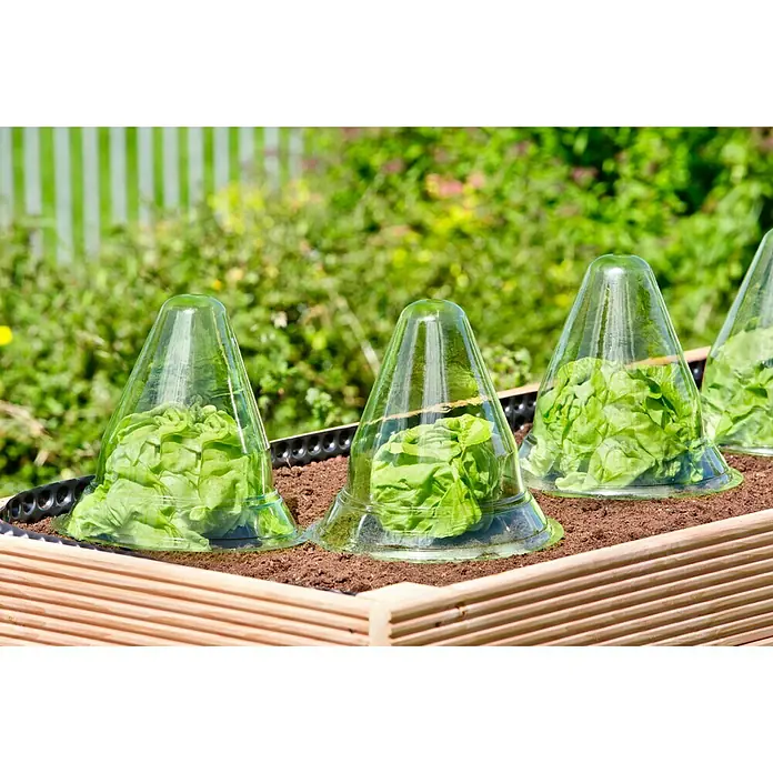Gardol Pflanzenhut - 24 cm, 10 Stk. - Nahaufnahme einer Reihe von Salatpflanzen, die in einem Hochbeet unter transparenten, glockenförmigen Schutzhauben wachsen.