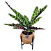 Piardino Arreglo de plantas Kokodama Mix con soporte 
