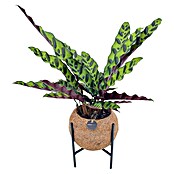 Piardino Arreglo de plantas Kokodama Mix con soporte (Tamaño de maceta: 15 cm) | BAUHAUS