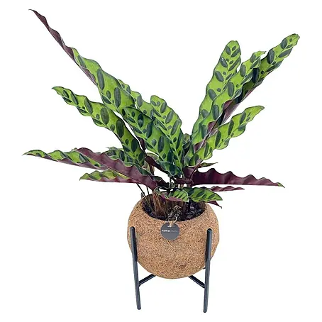 Piardino  Arreglo de plantas Kokodama Mix con soporte