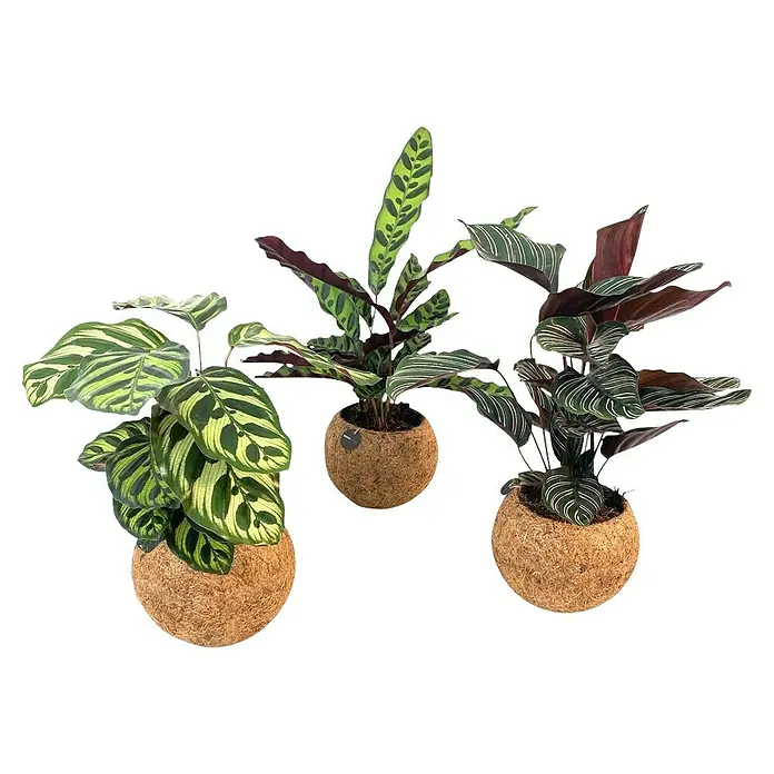 Piardino Pflanzenarrangement - Topfgröße: 15 cm - Drei Calathea-Pflanzen in Kokosnussschalen, jede mit einzigartigen Blattmustern, auf einem schlichten, schwarzen Hintergrund.