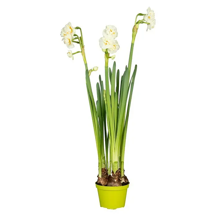 Piardino Frühlingsblumenzwiebeln Narzisse 'Bridal Crown' - Narcissus poeticus 'Bridal Crown' - Narzissen 'Bridal Crown' in einem gelben Topf. Diese gefüllte Sorte verströmt einen süßen Duft und ist eine Zierde für jeden Raum.