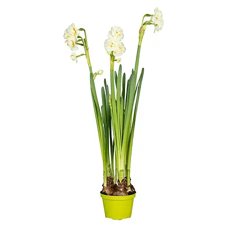 Piardino  Frühlingsblumenzwiebeln Narzisse 'Bridal Crown'