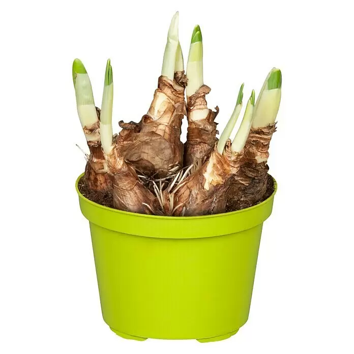 Piardino Frühlingsblumenzwiebeln Narzisse 'Akita' - Narcissus Akita - Vorderansicht