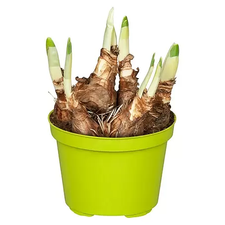 Piardino  Frühlingsblumenzwiebeln Narzisse 'Akita'