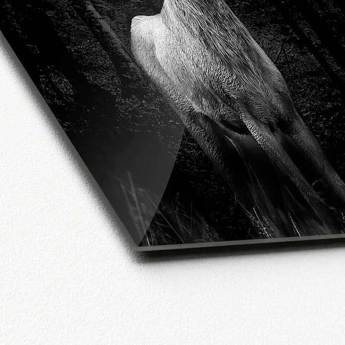 ProArt Glasbild - Grey Deer Head, B x H: 50 x 50 cm - Elegante Glasbild-Nahaufnahme in Schwarzweiß, zeigt die feinen Details und Texturen. Perfekt für moderne Interieurs.