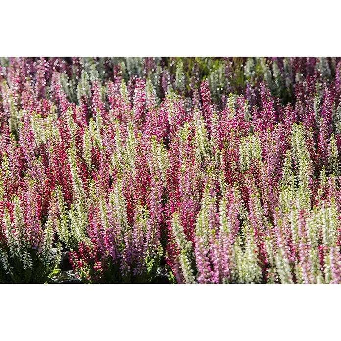 Besenheide - Calluna vulgaris, Topfgröße: 11 cm, 5-farbig - Nahaufnahme von blühenden Heidekrautpflanzen mit rosa und weißen Blüten, die eine dichte, farbenfrohe Textur erzeugen.