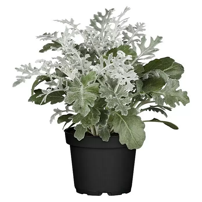 Piardino Silberblatt - Senecio bicolor - Silbergraue und grüne Topfpflanze mit gelappten Blättern im schwarzen Topf.
