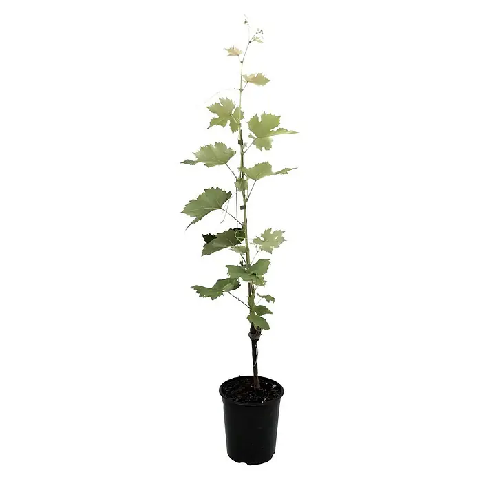 Weinrebe Venus - Vitis Venus, Erntezeit: September - Junger Weinstock in einem schwarzen Topf, bereit für das Einpflanzen in den Garten oder Weinberg.