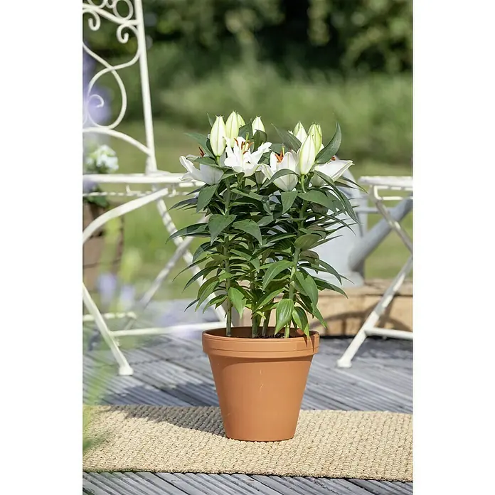 Piardino Lilie - Lilium Hybride, Topfgröße: 19 cm, Sortenabhängig - Nahaufnahme einer weißen Lilie in einem Terrakotta-Topf, perfekt für jede Inneneinrichtung.