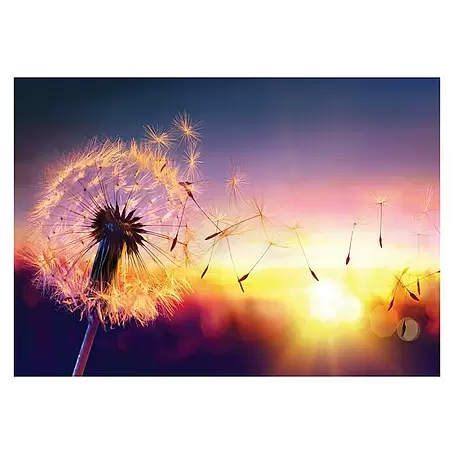 Fototapete Pusteblume II
