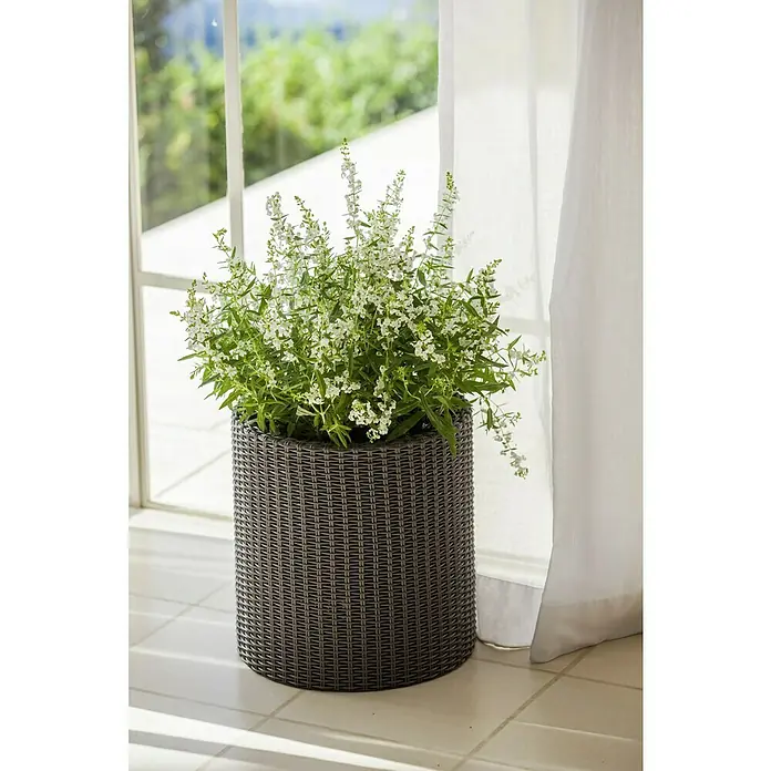Keter Maceta para planta Samui - Dimensiones externas (Ø x Al): 28 x 28 cm, Plástico, Marrón - Una olla que contiene una planta Angelonia blanca y exuberante se sitúa junto a una ventana luminosa. La olla está hecha de material tejido oscuro.
