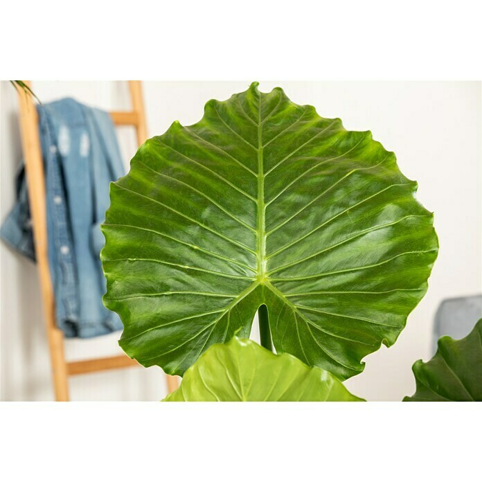 Piardino ElefantenohrAlocasia gageana Detail Shot