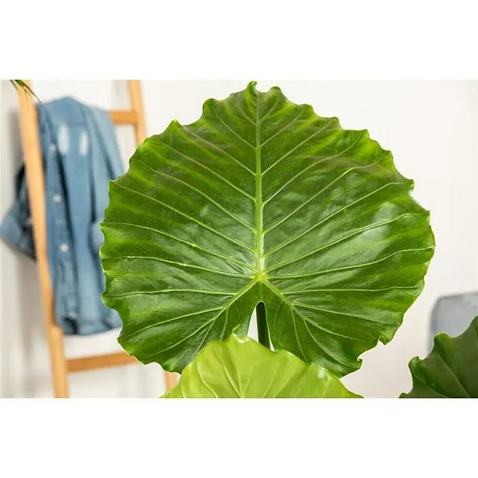 Piardino ElefantenohrAlocasia gageana, Topfgröße: 21 cm - Nahaufnahme eines großen, grünen Blattes einer Zimmerpflanze mit markanten Blattadern und gewelltem Rand vor einem hellen Hintergrund.