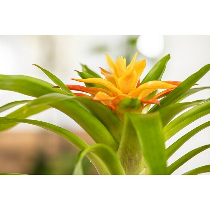 Piardino Bromelie (Bromelia, Topfgröße: 10 cm, Sortenabhängig) | BAUHAUS