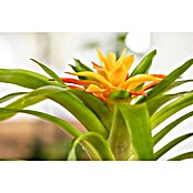 Piardino Bromelie (Bromelia, Topfgröße: 10 cm, Sortenabhängig) | BAUHAUS