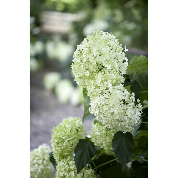 Piardino Ballhortensie AnnabelleHydrangea arborescens Annabelle, Topfgröße: 23 cm, Cremeweiß Mood Shot