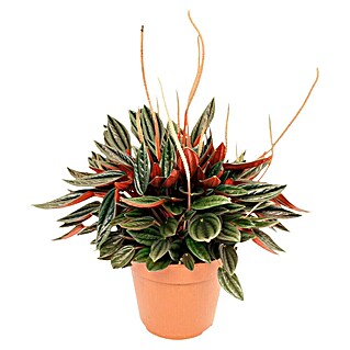 Piardino Peperomia (Peperomia caperata Rosso, Tamaño de maceta: 12 cm, Verde oscuro/Rojo púrpura)