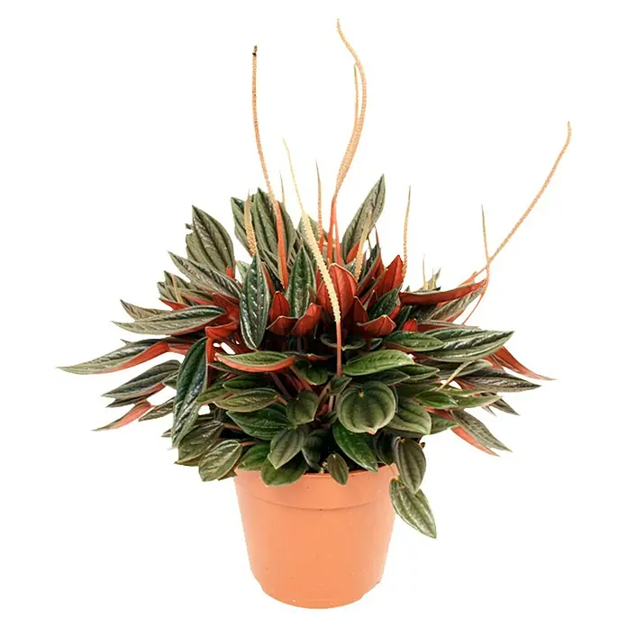 Piardino Peperomia - Peperomia caperata Rosso, Tamaño de maceta: 12 cm, Verde oscuro/Rojo púrpura - Una planta de Peperomia en maceta con hojas decorativas e inflorescencias llamativas, ideal para hogares y oficinas.