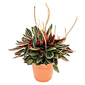 Zwergpfeffer (Peperomia caperata Rosso, Topfgröße: 12 cm, Dunkelgrün/Purpurrot)