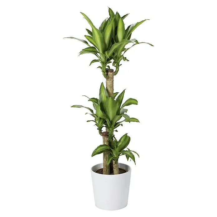 Soendgen Keramik Übertopf rund Dallas Esprit - Außenmaß (Ø x H): 28 x 27 cm, Weiß, Keramik, Matt - Eine dreistöckige Dracaena fragrans Zimmerpflanze mit einem weißen Übertopf.