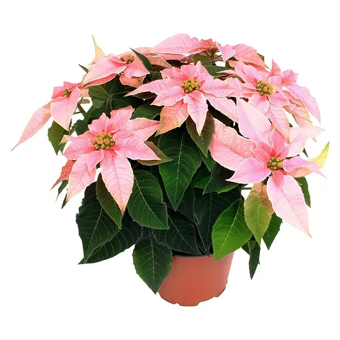Piardino Flor de Pascua - Euphorbia pulcherrima Princettia, Tamaño de maceta: 12 cm, Dependiendo de la variedad - Poinsettia rosa en maceta. La poinsettia, con sus delicadas hojas rosas, aporta un ambiente festivo a cualquier hogar.