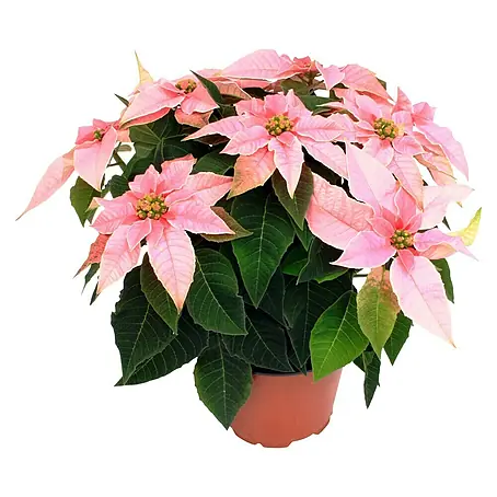 Piardino  Flor de Pascua