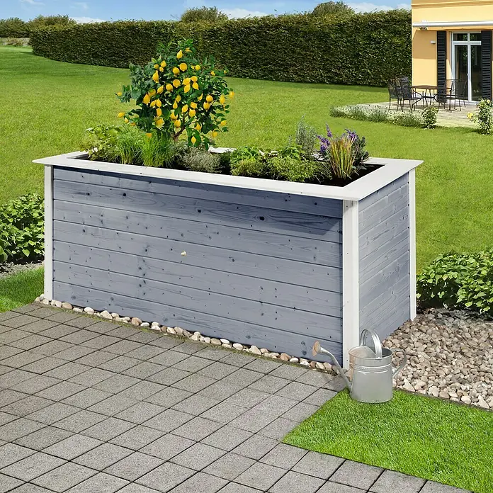 Weka Hochbeet C - 205 x 80 x 81 cm, Holz, Grau/Weiß - Ein erhöhter Pflanzkasten aus Holz in Grau mit weißem Rand, bepflanzt mit einem Zitronenbaum und Kräutern, steht auf einer Terrasse.