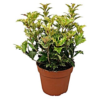 Piardino Stachelblättrige Duftblüte (Osmanthus heterophyllus 'Tricolor', Topfgröße: 13 cm, Blattfarbe: Gelb/Grün)