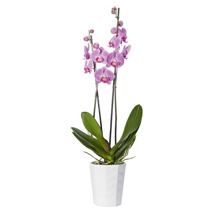 SK Orchideentopf Kyoto (Ø x H: 13 x 15 cm, Weiß, Glänzend)