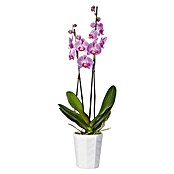 SK Orchideentopf Kyoto (Ø x H: 13 x 15 cm, Weiß, Glänzend)