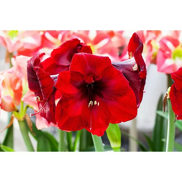 AmaryllisTopfgröße: 12 cm - Nahaufnahme einer tiefroten Amaryllisblüte, die ihre eleganten Blütenblätter und zarten Staubgefäße präsentiert.