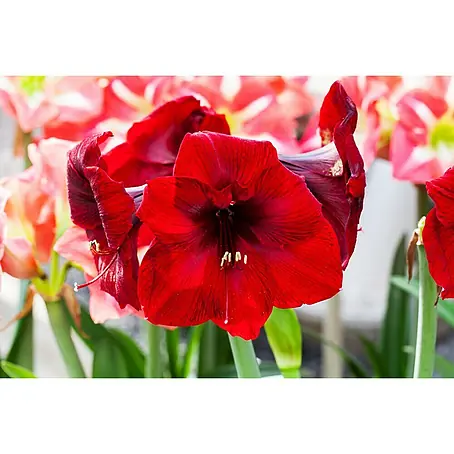Amaryllis