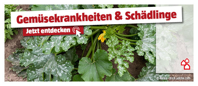 Gemüsekrankheiten und Schädlinge
