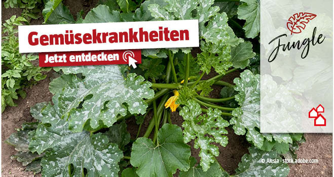 Gemüsekrankheiten