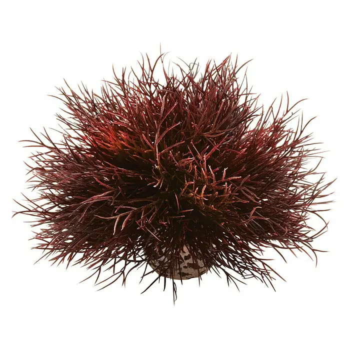 biOrb Deko-Set für Aquarien Red Forest - 8 -tlg., Rot/Weiß, Passend für: Aquarien ab 15 l - Dekorative Kunstpflanze mit feinen, rotbraunen Zweigen in einem dezenten Topf, ideal für stilvolle Akzente im Innenbereich.
