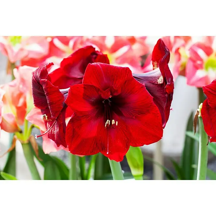 Piardino Amaryllis Waxz® van Gogh - Hippeastrum x Hybrid, Blütenfarbe: Rot, Rot - Nahaufnahme einer dunkelroten Amaryllisblüte mit gelben Staubgefäßen, umgeben von anderen Amaryllispflanzen im Hintergrund.
