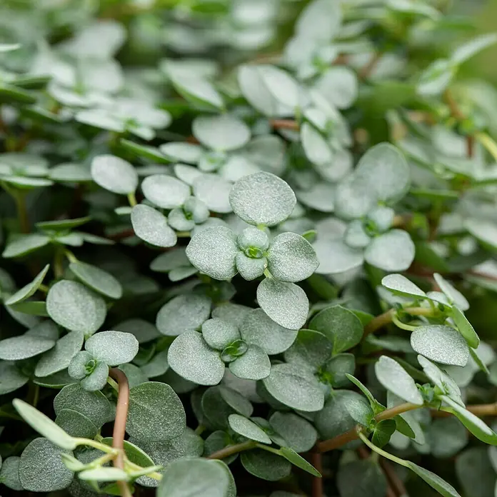Piardino KanonierblumePilea glauca, Topfgröße: 12 cm, Blattfarbe: Grün/Grau - Nahaufnahme einer Muehlenbeckia complexa 'Maori', einer zarten Pflanze mit kleinen, runden Blättern.