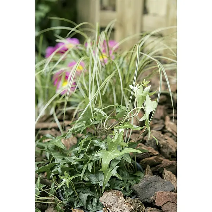Piardino Efeu - Hedera helix, Topfgröße: 13 cm, Grün - Ein Nahaufnahme von Efeu mit grünen, sternförmigen Blättern und länglichen Gräsern, eingebettet in ein Beet aus Rindenmulch.