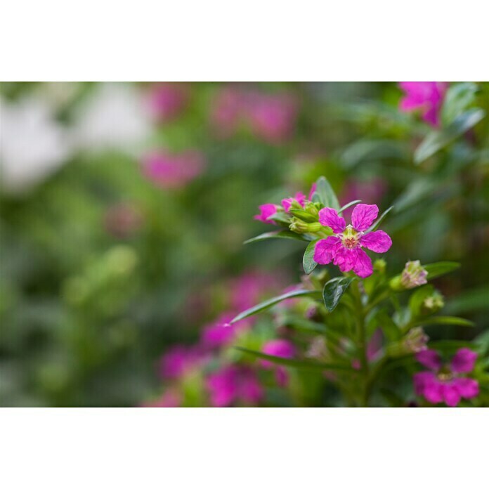 Piardino KöcherblumeCuphea hyssopifolia, Topfgröße: 10 cm, Rosa Detail Shot