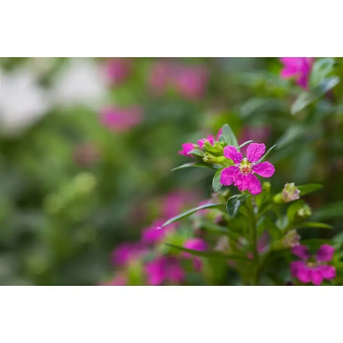 Piardino Köcherblume - Cuphea hyssopifolia, Topfgröße: 10 cm, Rosa, Weiß, Lila - Nahaufnahme einer leuchtend rosa Cuphea-Blume mit grünen Blättern.