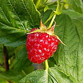 Himbeere Aroma Queen (Rubus idaeus Aroma Queen, Erntezeit: August)